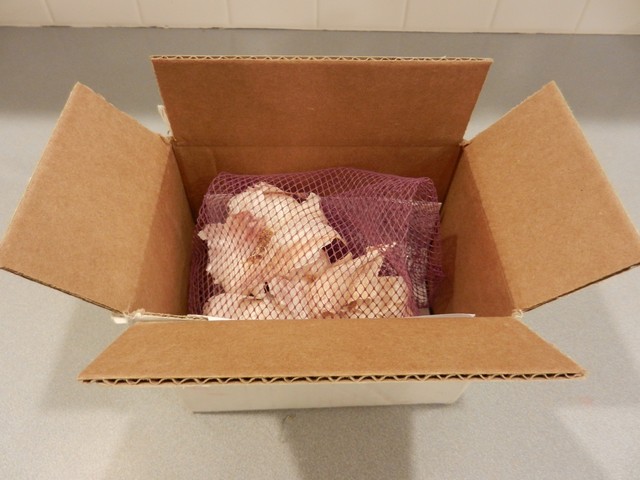 Garlic, shipped in box