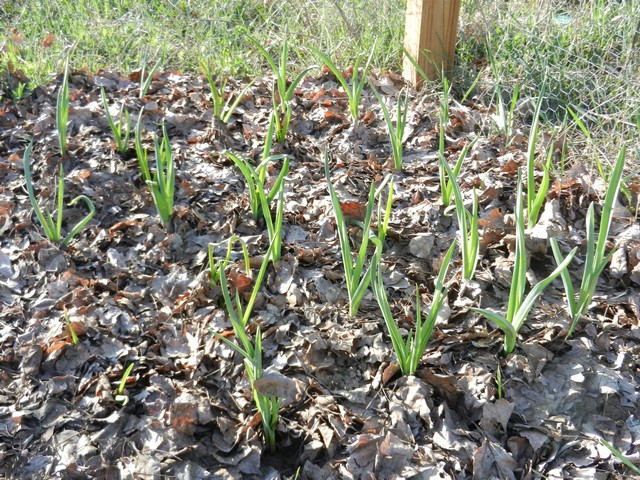 Garlic sprouting