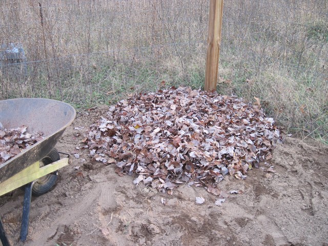 Leaves, mulch in vegetable garden