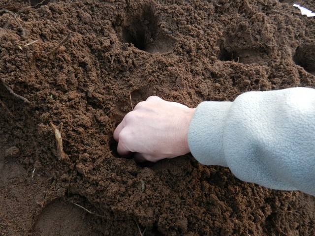 Planting garlic