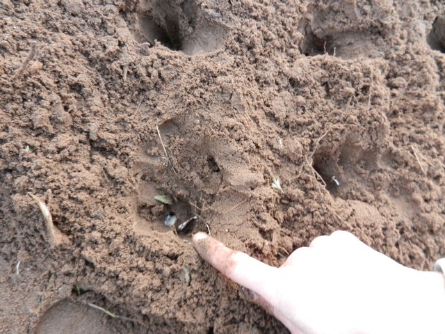 Planting garlic