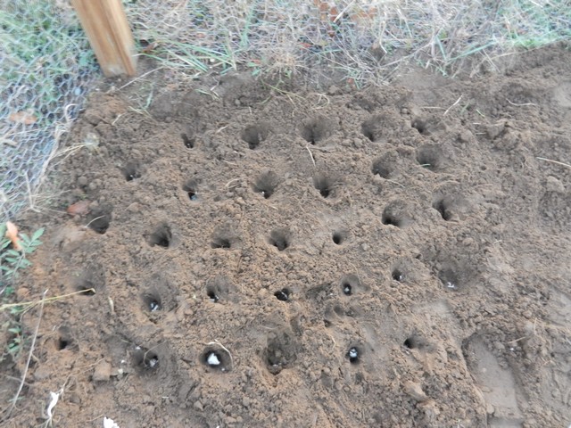 Planting garlic