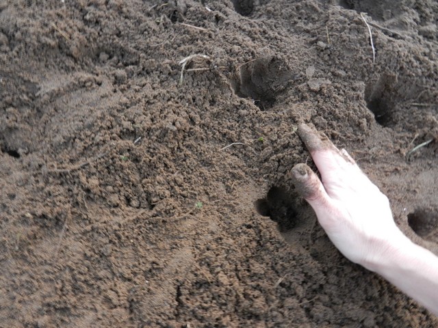 Planting garlic