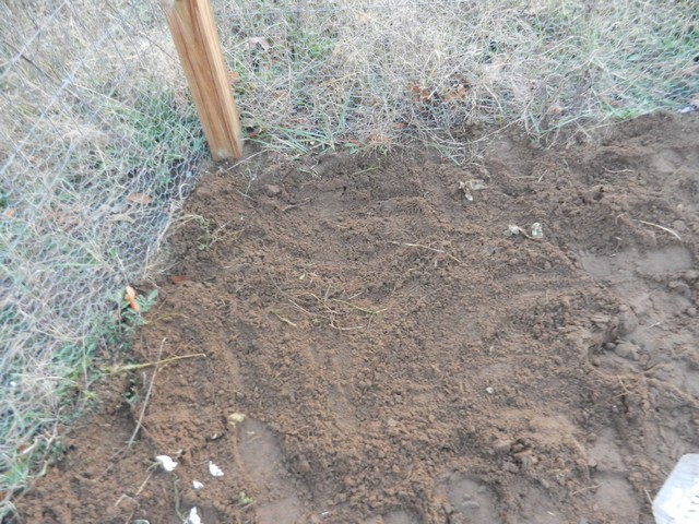 Planting garlic vegetable garden fall