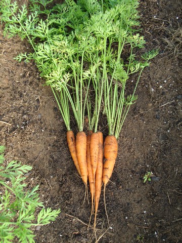 Carrots, harvested