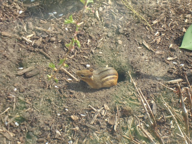 Chipmunk