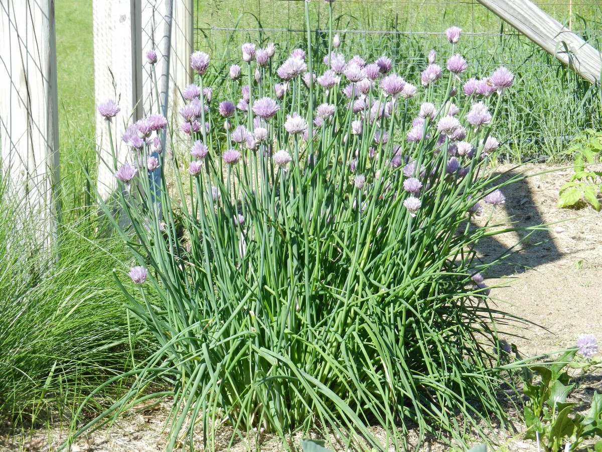 Chives, growing nicely and flowering.