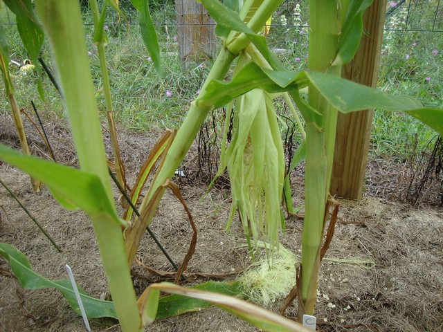 Corn plants, raccoon damage