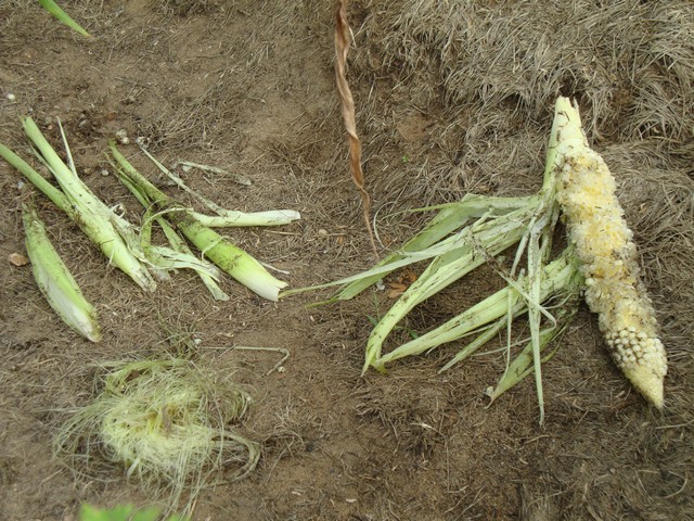 Corn, raccoon damage