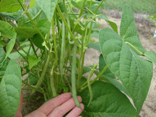 Green beans on plant