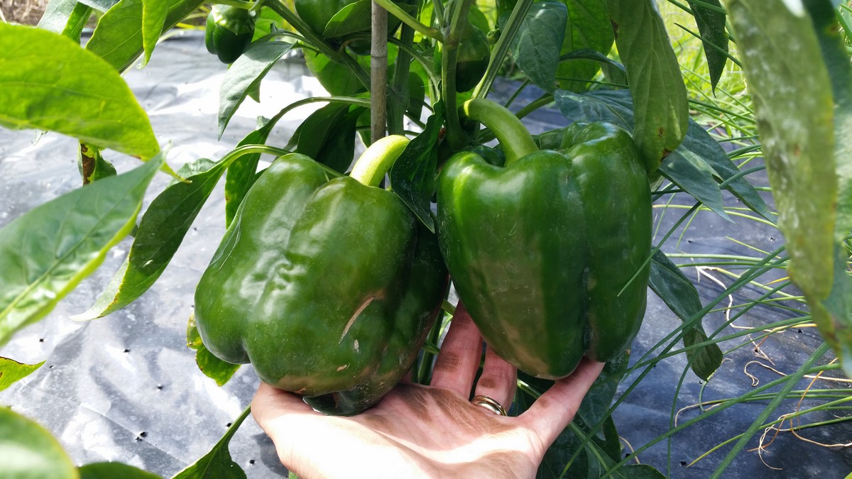 Huge bell peppers. Plant from large pot rather than tiny pot when started out.