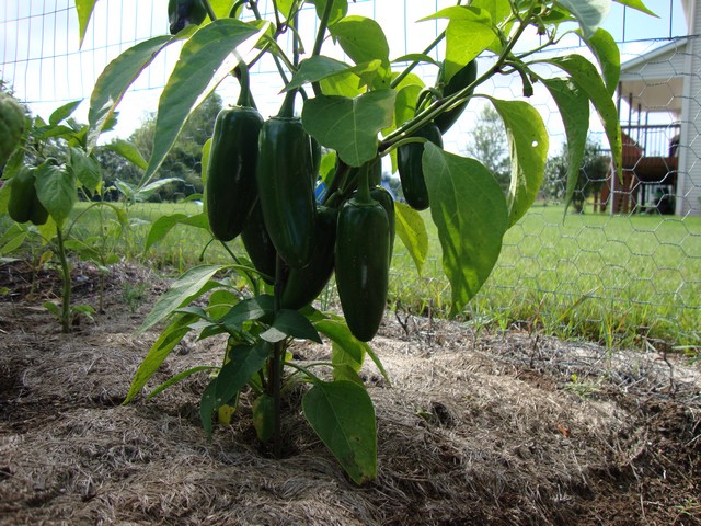 Jalapeno peppers 