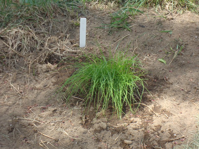 New chives plant