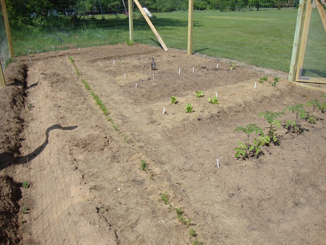 New garden, vegetables