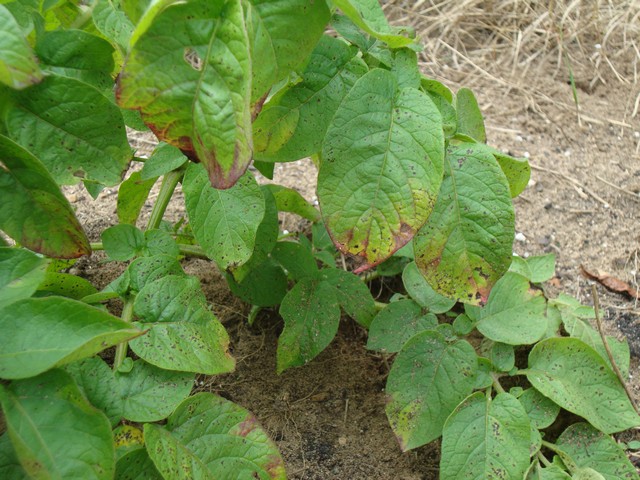 Potato leaves, brown tips