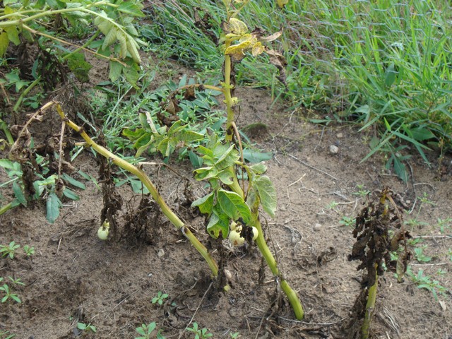 Potato plants dying back, brown