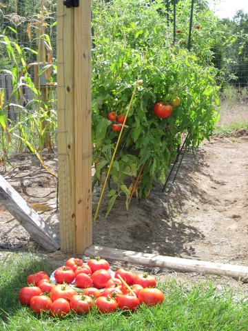 Tomato harvest