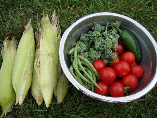 Vegetable harvest