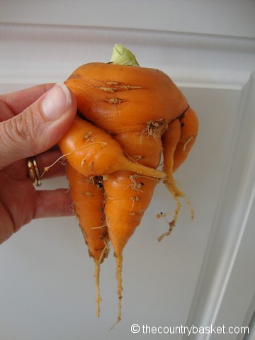 mangeled twisted carrot