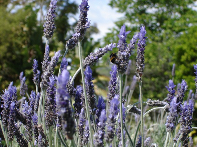 Winterizing Lavender Plants: Expert Tips For Plant Protection