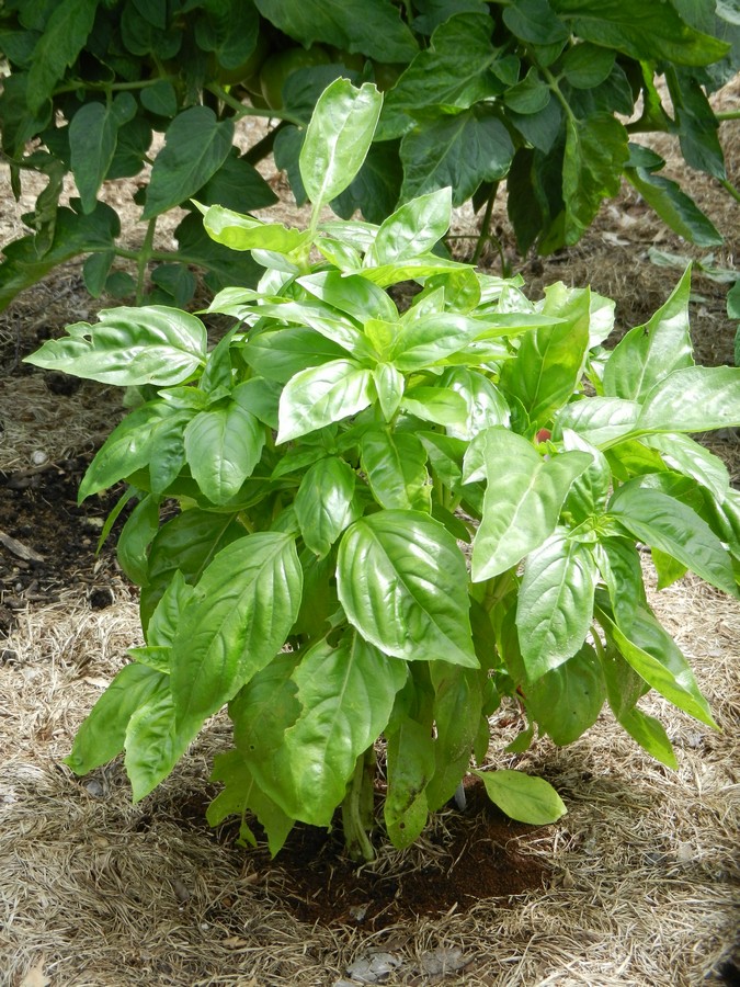 Saving a basil plant from slugs using coffee grounds around the base. Natural pest control.