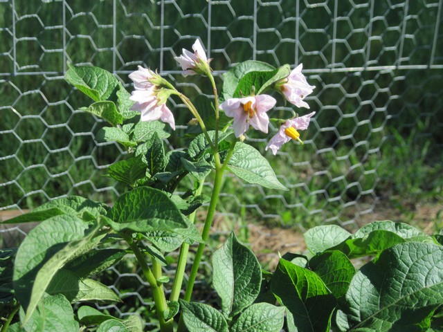 Beautiful purple potato flowers