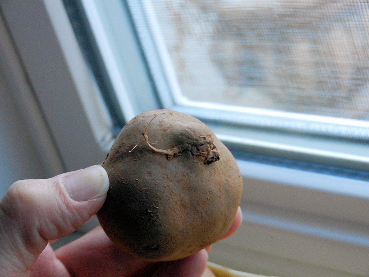 Bottom end of seed potato. Lots of pictures to show how to grow potatoes.