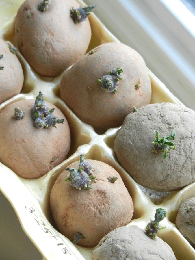 Chitting (sprouting) seed potatoes before planting. Gives them a head start. Lots of pictures and into to show how to grow potatoes.