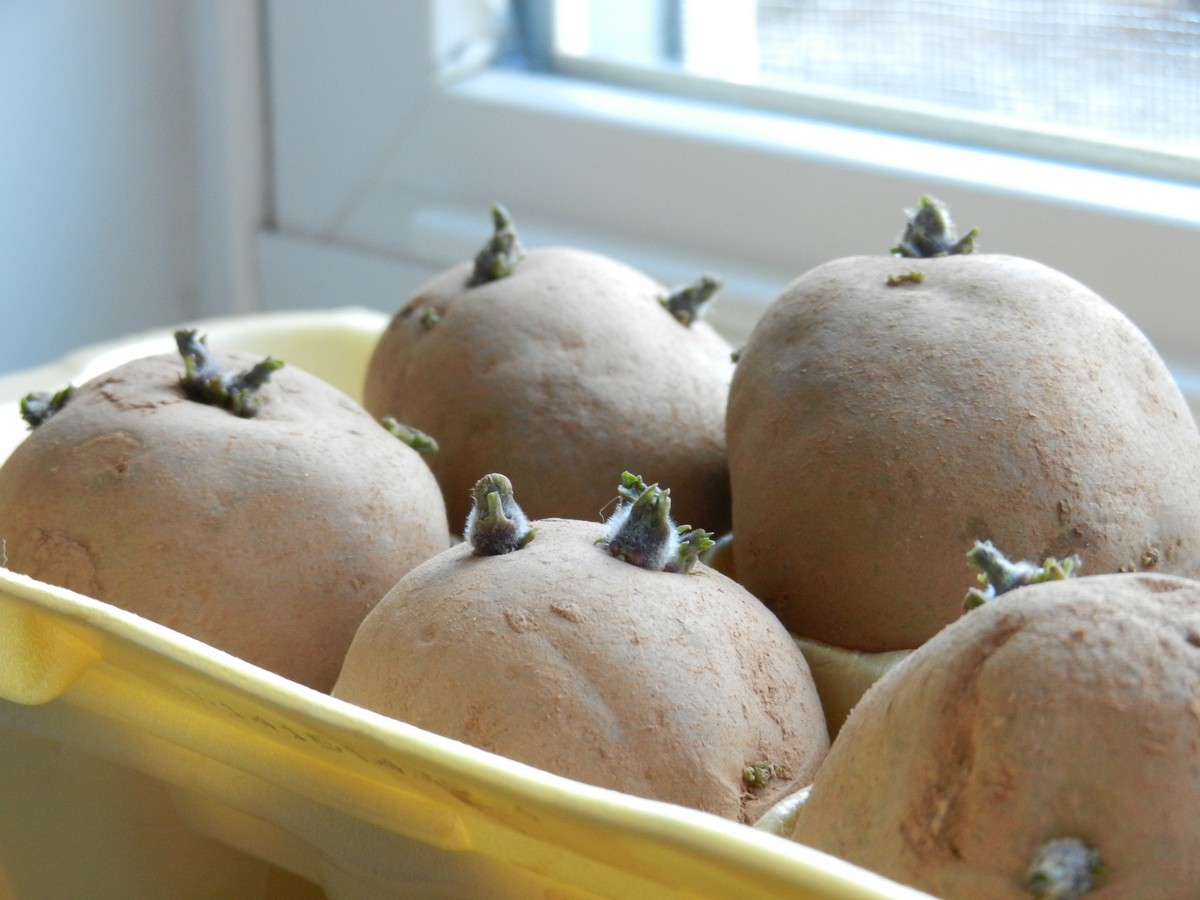 Chitting (sprouting) seed potatoes before planting. Gives them a head start. Lots of pictures to show how to grow potatoes.