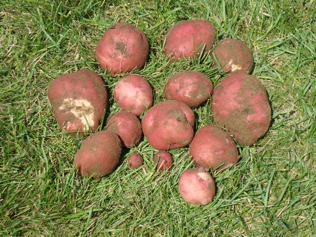 Harvest of red skin potatoes