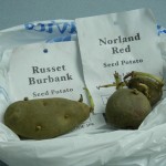 Seed Potatoes