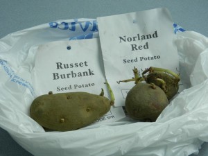 Seed Potatoes