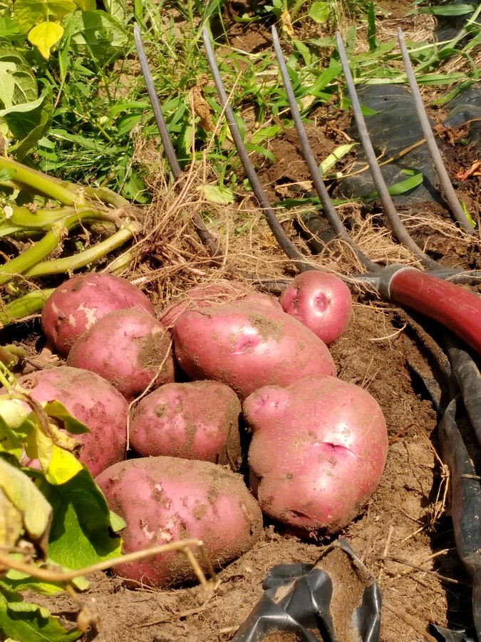 potato garden without dirt