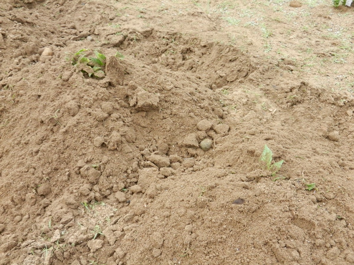 Hilling homegrown potato plants. All covered. How to plant and grow potatoes in the home garden.