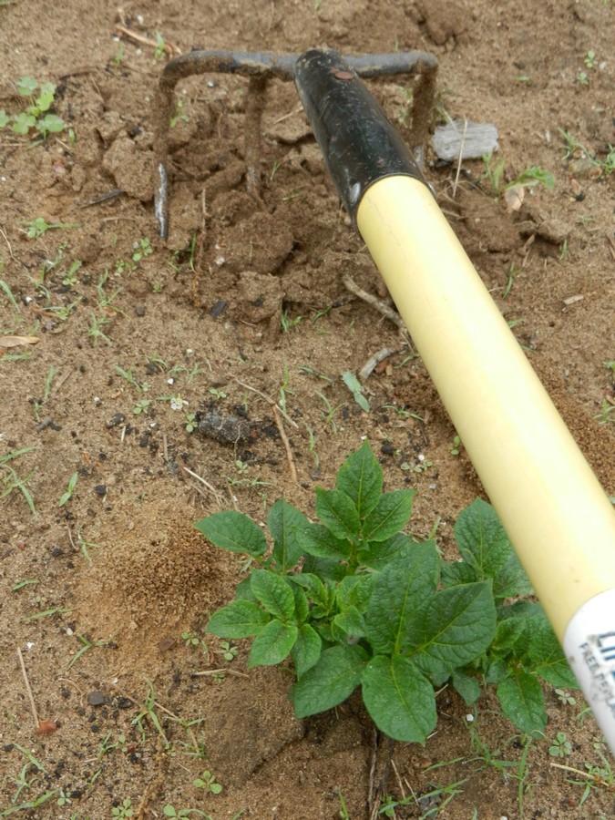 Hilling homegrown potato plants. How to plant and grow potatoes in the home garden.