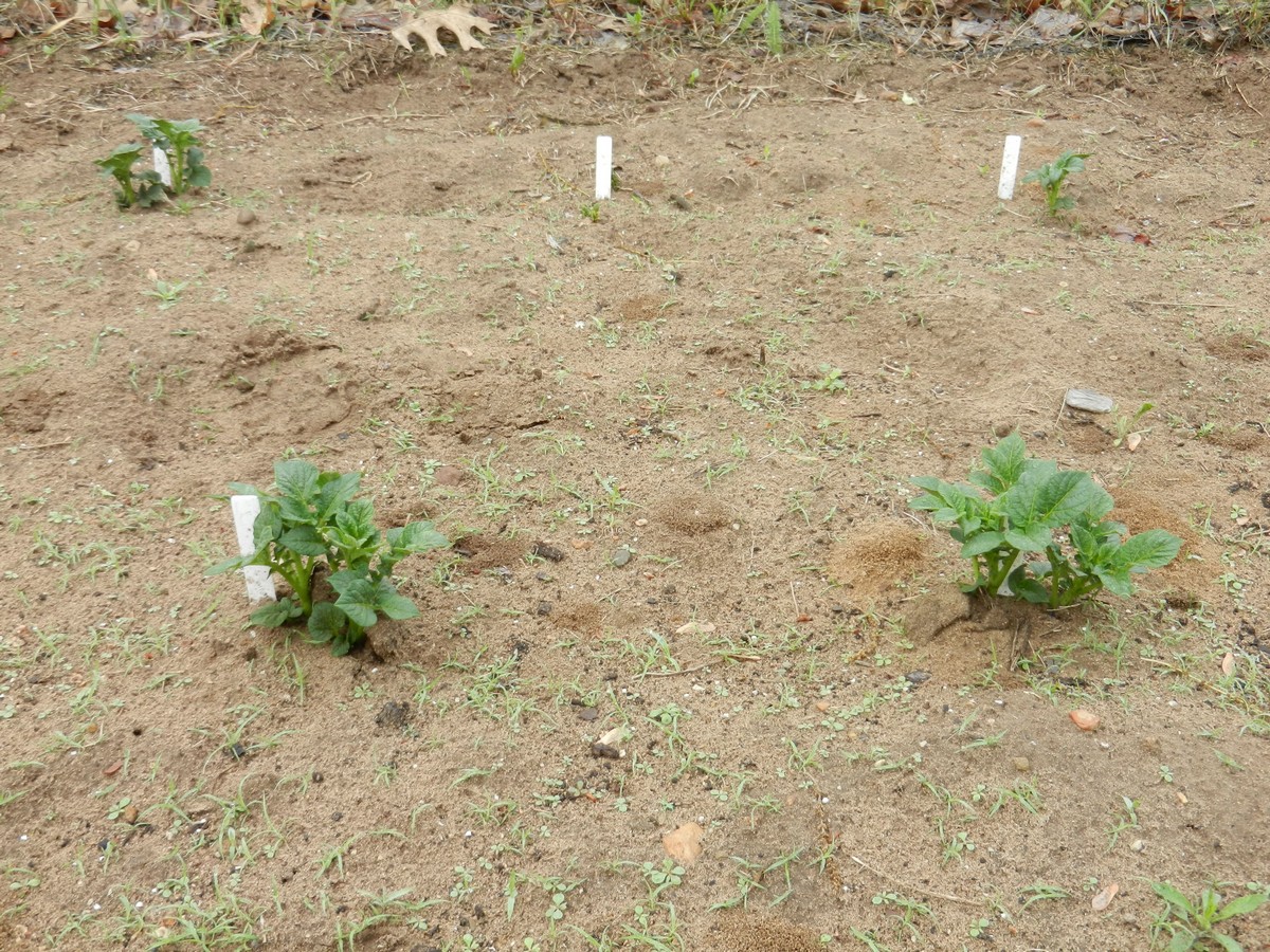 Hilling homegrown potato plants. How to plant and grow potatoes in your vegetable garden.