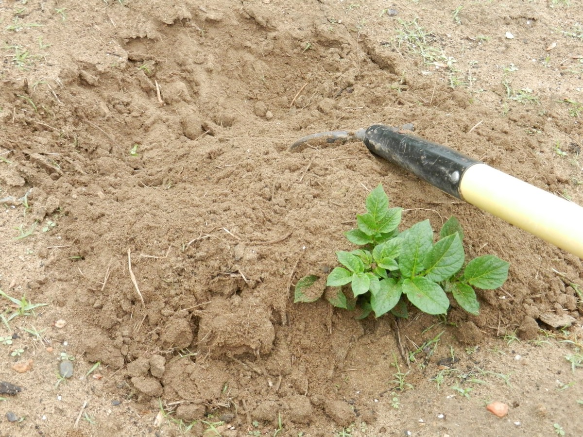 Hilling potatoes. How to plant and grow potatoes in the home garden.
