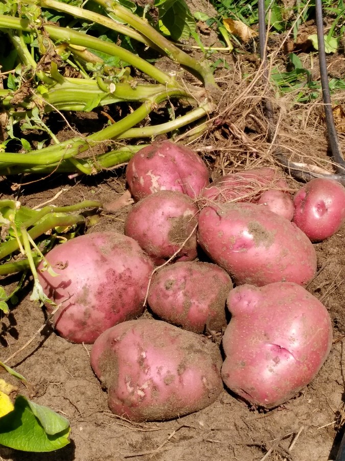 All About Potatoes - How to Pick, Prepare & Store