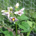 Potato flower in bloom