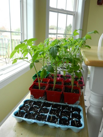 tomato plants growing