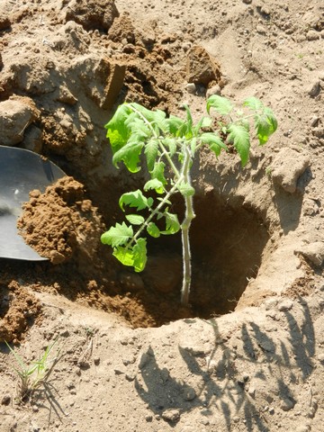 Planting tomato plants deep
