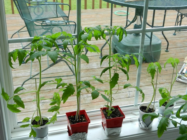 How To Grow And Care For Tomatoes