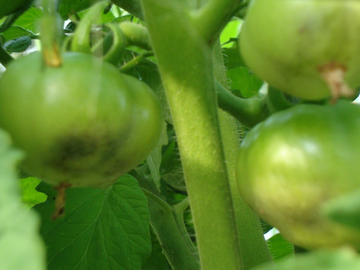 Blossom end rot and other common tomato plant problems and easy, natural solutions.