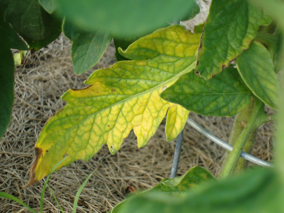 Early blight seen on this plant. Prevention and natural treatment of common tomato plant diseases and various problems.