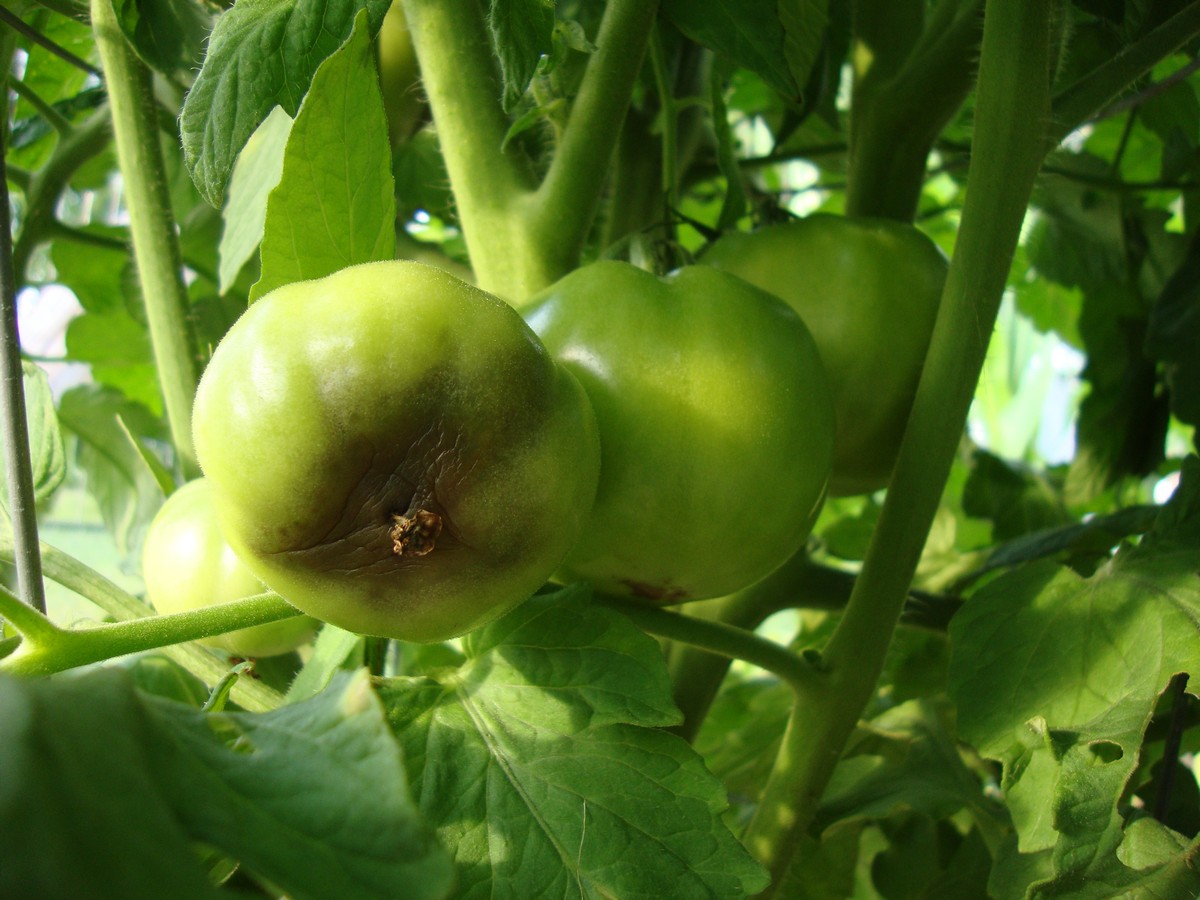 Prevention and natural treatment of common tomato plant diseases. Blossom end rot.