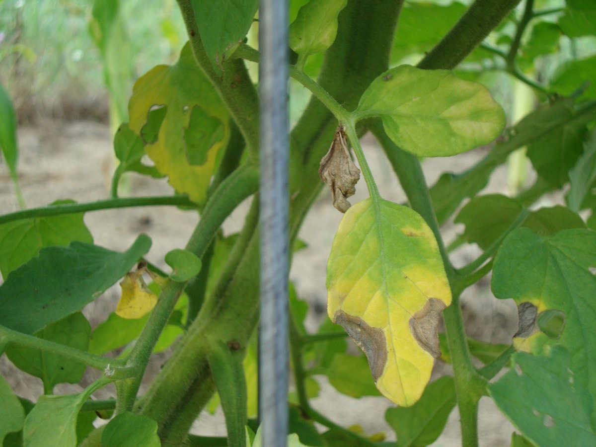 Common tomato diseases, prevention, and natural treatment. Early blight.
