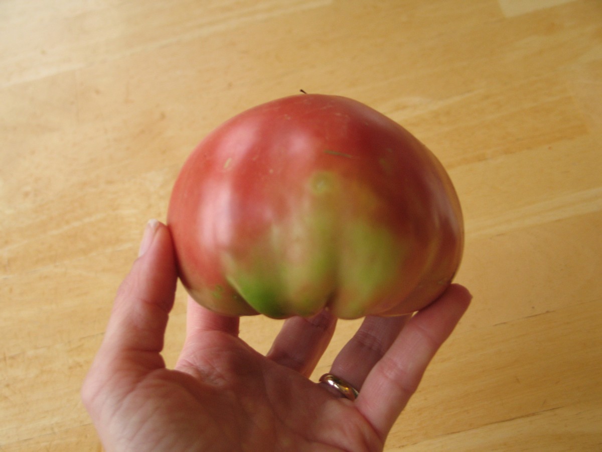 Common tomato problems and how to treat naturally. This tomato has green shoulder.