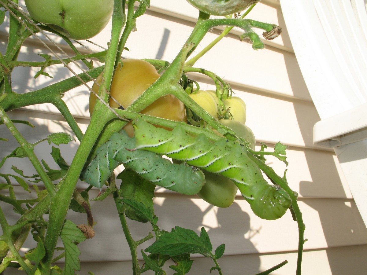 Tomato / tobacco horn worm destroying tomato plant. How to prevent and treat naturally.