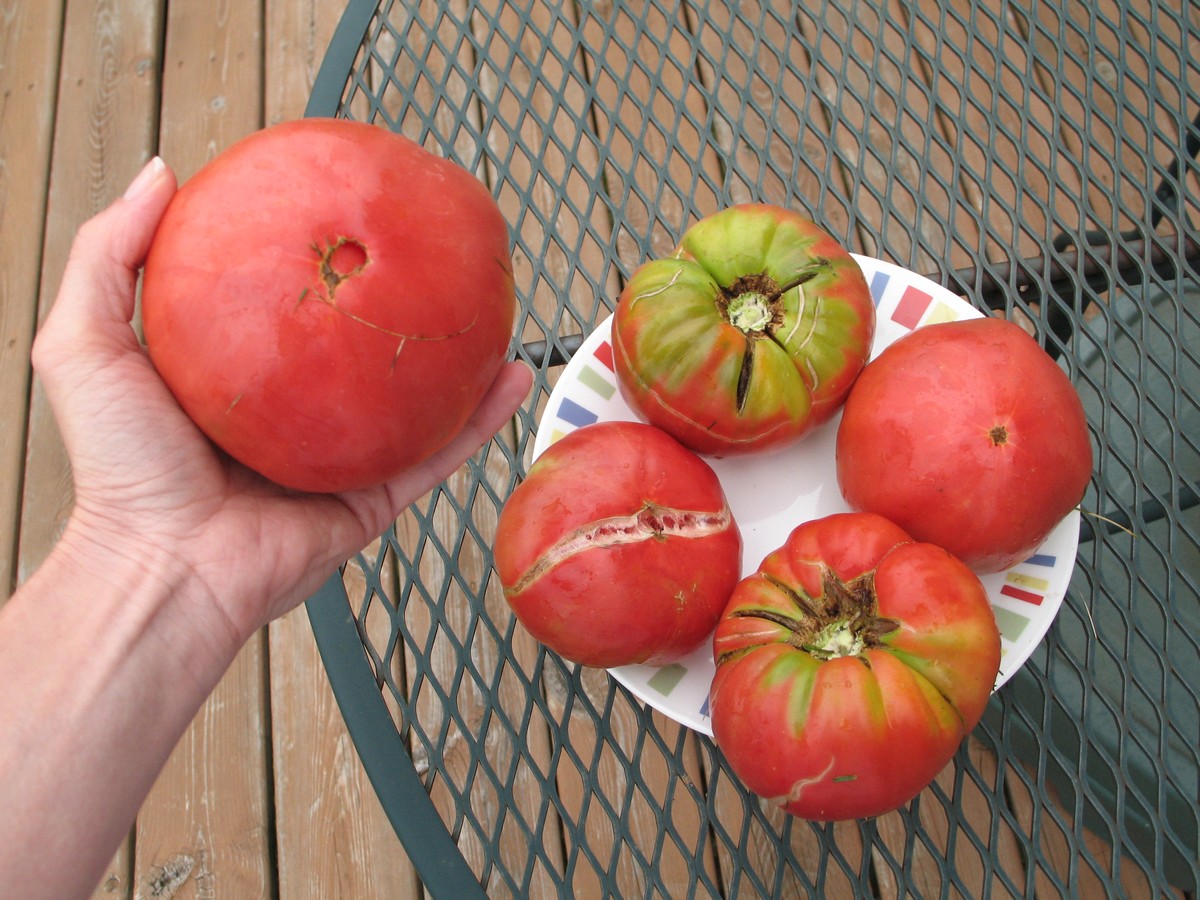 Common tomato diseases, problems, with natural solutions. Green shoulders, blight, worms, blossom end rot and more.