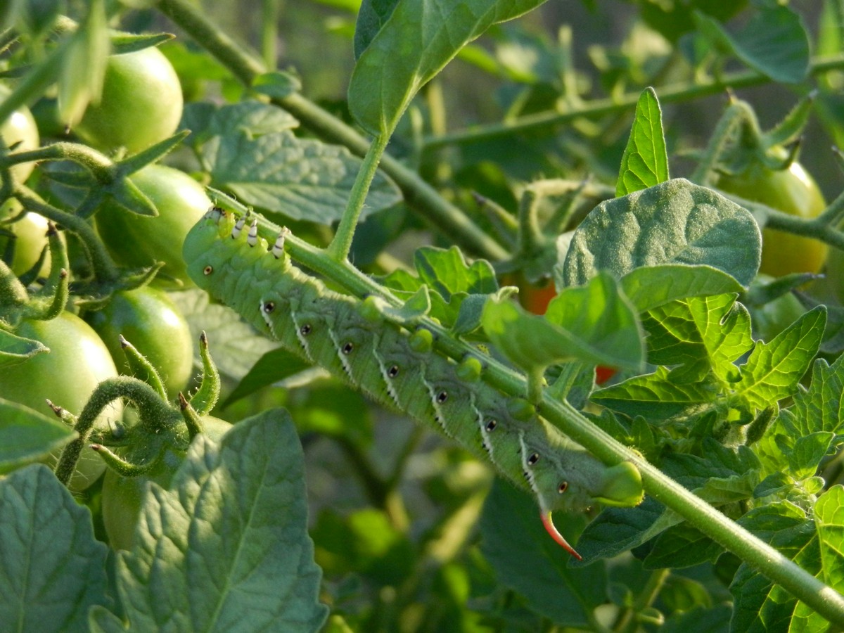 Tomato horn worm. Diseases, problems, and natural, simple solutions.